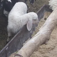 بره