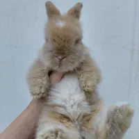 خرگوش لوپ اصیل