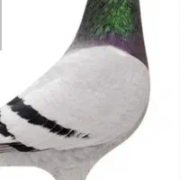 کبوتر پلاکی