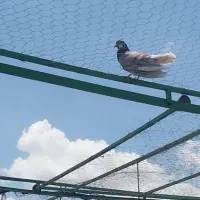 کبوتران پرشی ساعت سنگین|پرنده|کهریزک, |دیوار