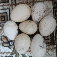 تخم بوقلمون نطفه دار