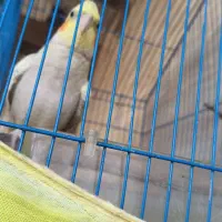 عروس هلندی ماده