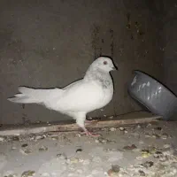 کفتر کله الماسی