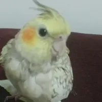 عروس هلندی گمشده ام