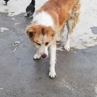 سگ نگهبان|سگ|سیلاخور, |دیوار