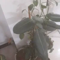 سریس کولر آبی