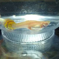 ماهی،گوپی،آکواریوم،لوازم آکواریوم،حلزون|ماهی|مهاجران, |دیوار