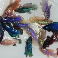 ماهی فایتر عید