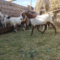 بزپاکستانی