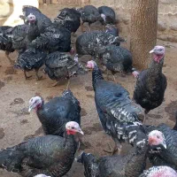 فروش بوقلمون محلی|حیوانات مزرعه|هشترود, |دیوار