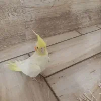 عروس‌هلندی