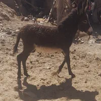 کره الاغ|حیوانات مزرعه|سبزوار, رضوی|دیوار