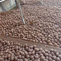 گردو اصل تویسرکان همدان   ارگانیک|خوردنی و آشامیدنی|تهران, میرداماد|دیوار