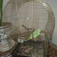 طوطی ملنگوی چست و چابک|پرنده|چمران, |دیوار