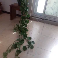 گل پتوس آپارتمان برای فروش