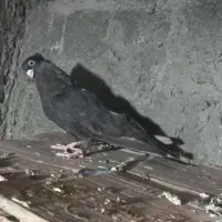 کبوترصرب ماده فروشی|پرنده|جیرفت, |دیوار