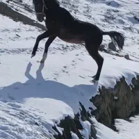 کره نریان کرد