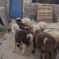 بره|حیوانات مزرعه|بهبهان, |دیوار