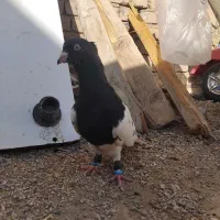 ۳تا کبوتر|پرنده|پلدختر, |دیوار