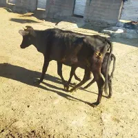 ماده گاو|حیوانات مزرعه|مریوان, |دیوار