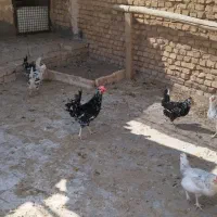 تخم نطفه دار گلین|حیوانات مزرعه|میبد, |دیوار