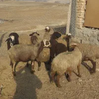 گوسفند میش بره|حیوانات مزرعه|سنندج, |دیوار