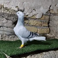 کفتر یا کبوتر کبود دمسفید نر