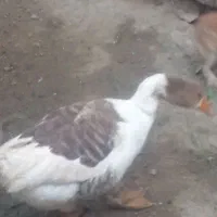 غاز  نژاد   چشم یخی