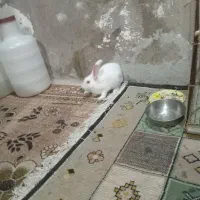 خرگوش