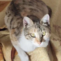 واگذاری رایگان گربه