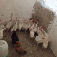 مرغ وخروس