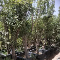موز برگ بو نهال درخت گل و گیاه همیشه سبز ۴فصل چهار|گل و گیاه طبیعی|تهران, آسمان|دیوار