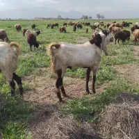 نر بز شیشک شده قد بلند برای تکه جنس