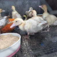 اردک اسرائیلی چهل روزه