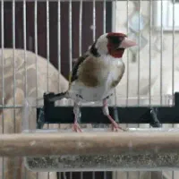 سهره نر۱ساله گل بلندسینه طلایی مست مست شلاقی بخوان