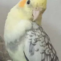 عروس هلندی|پرنده|روانسر, |دیوار