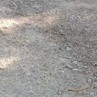 دو عدد خروس