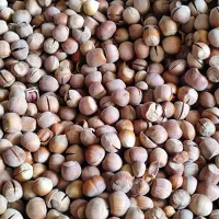 فندق و بادام|خوردنی و آشامیدنی|قائم‌شهر, |دیوار