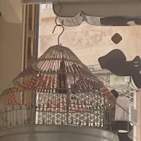 سهره قناری مرغ عشق