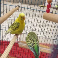 دوتا مرغ عشق