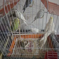 مرغ عشق. عروس هلندی