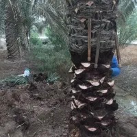 باغبانی تمیز کردن نخل وباغچه|خدمات باغبانی و درختکاری|آبادان, |دیوار