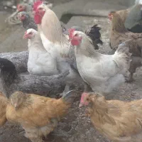 جوجه مرغ خروس پاپر