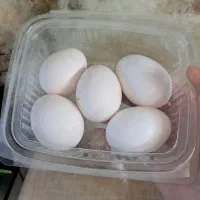 تخم مرغ محلی و کاملا ارگانیک