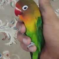 کوتوله دستی