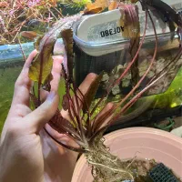 گیاه کریپتون تثبیت شدکمیاب با ریشه بلند فقط دو عدد|ماهی|تبریز, |دیوار