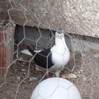 کفتر جفت ساده اتیشی وساده سیاه|پرنده|رضویه, |دیوار