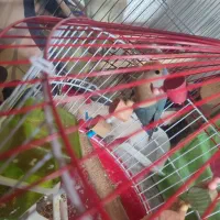 طوطی برزیلی