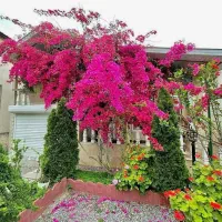 باغچه ویلای پراز گل/مبله بافت مسکونی/شخصی ساز|فروش خانه و ویلا|فریدونکنار, |دیوار