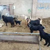 بز سالار|حیوانات مزرعه|مرودشت, تخت جمشید|دیوار